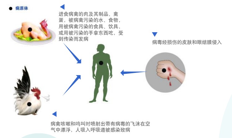 禽流感病毒_外来人口隔离禽流感